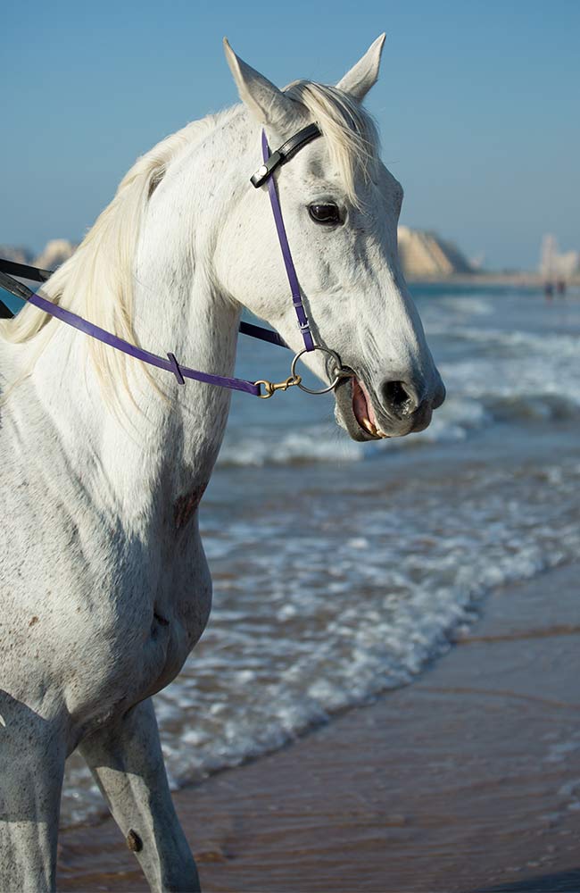 Pferd am Strand